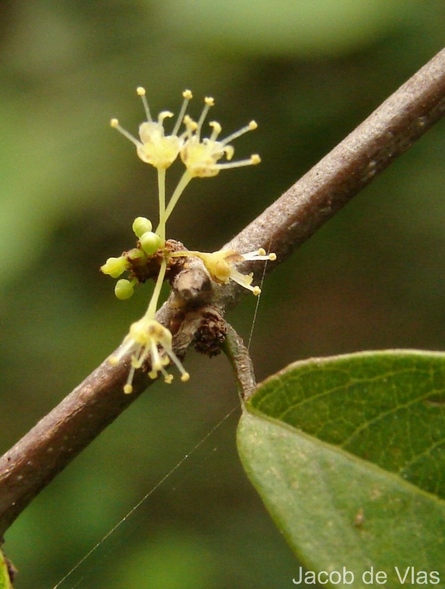 Flueggea leucopyrus Willd.